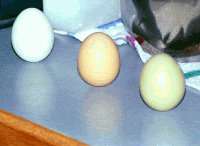 Three eggs standing on end.